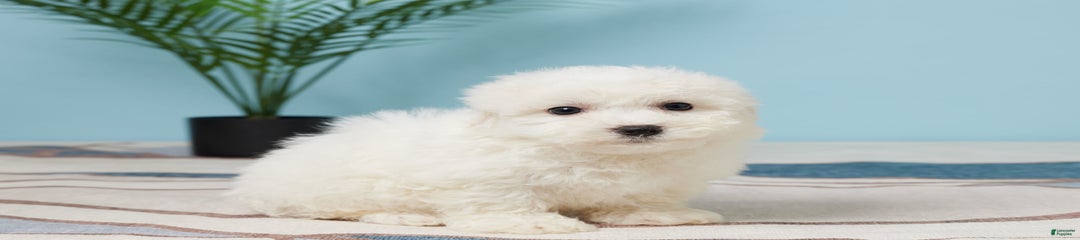 Jax