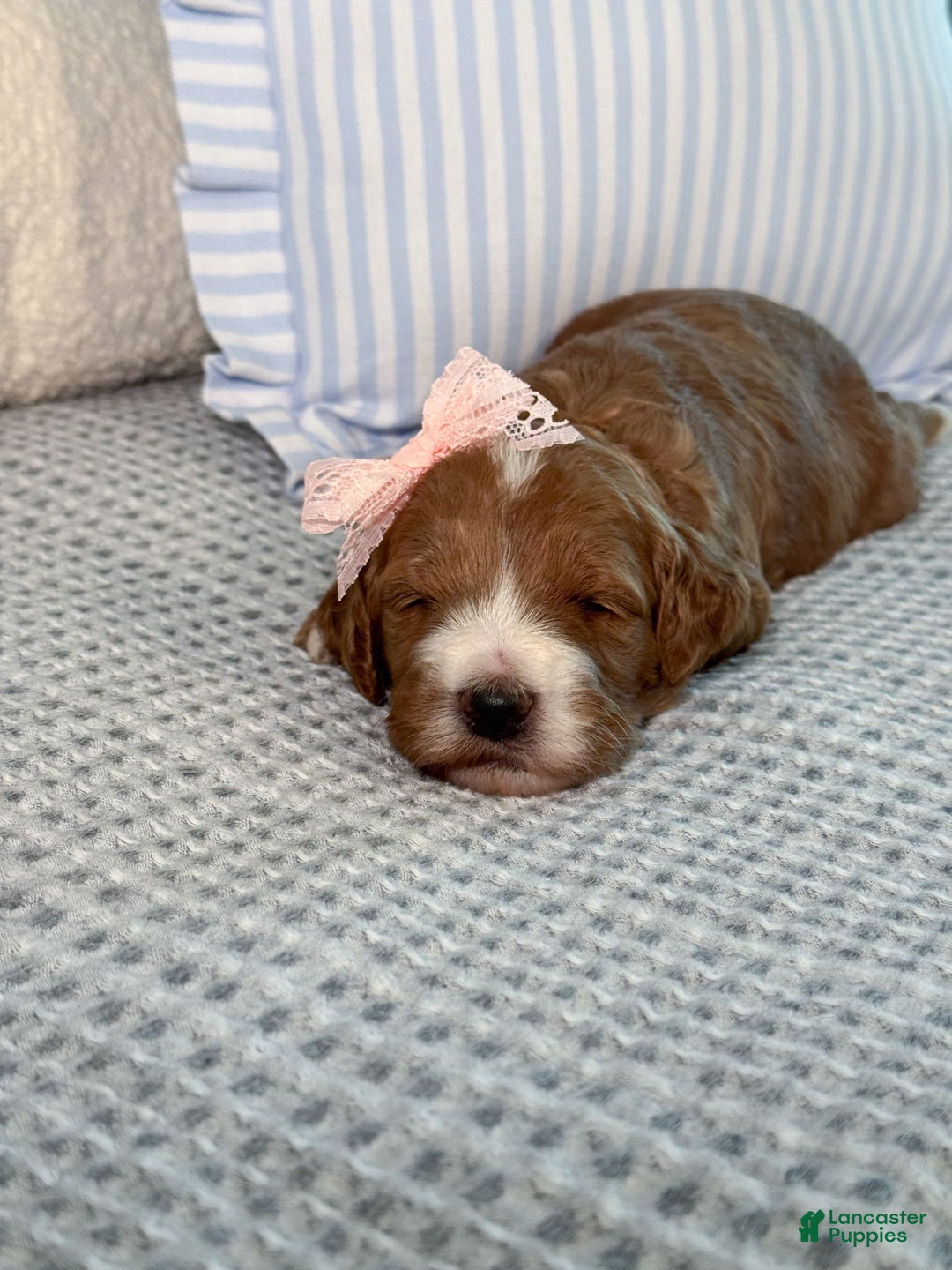 Goldendoodle dogs for sale: Charlotte - Image 23