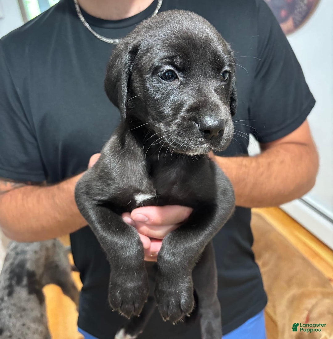 Great Dane dogs for sale: Grey - Image 5