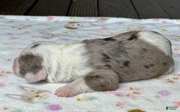 Sheepadoodle dogs for sale: Wilma - Image 6
