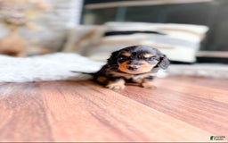 Miniature Dachshund dogs for sale: Grace - Image 2