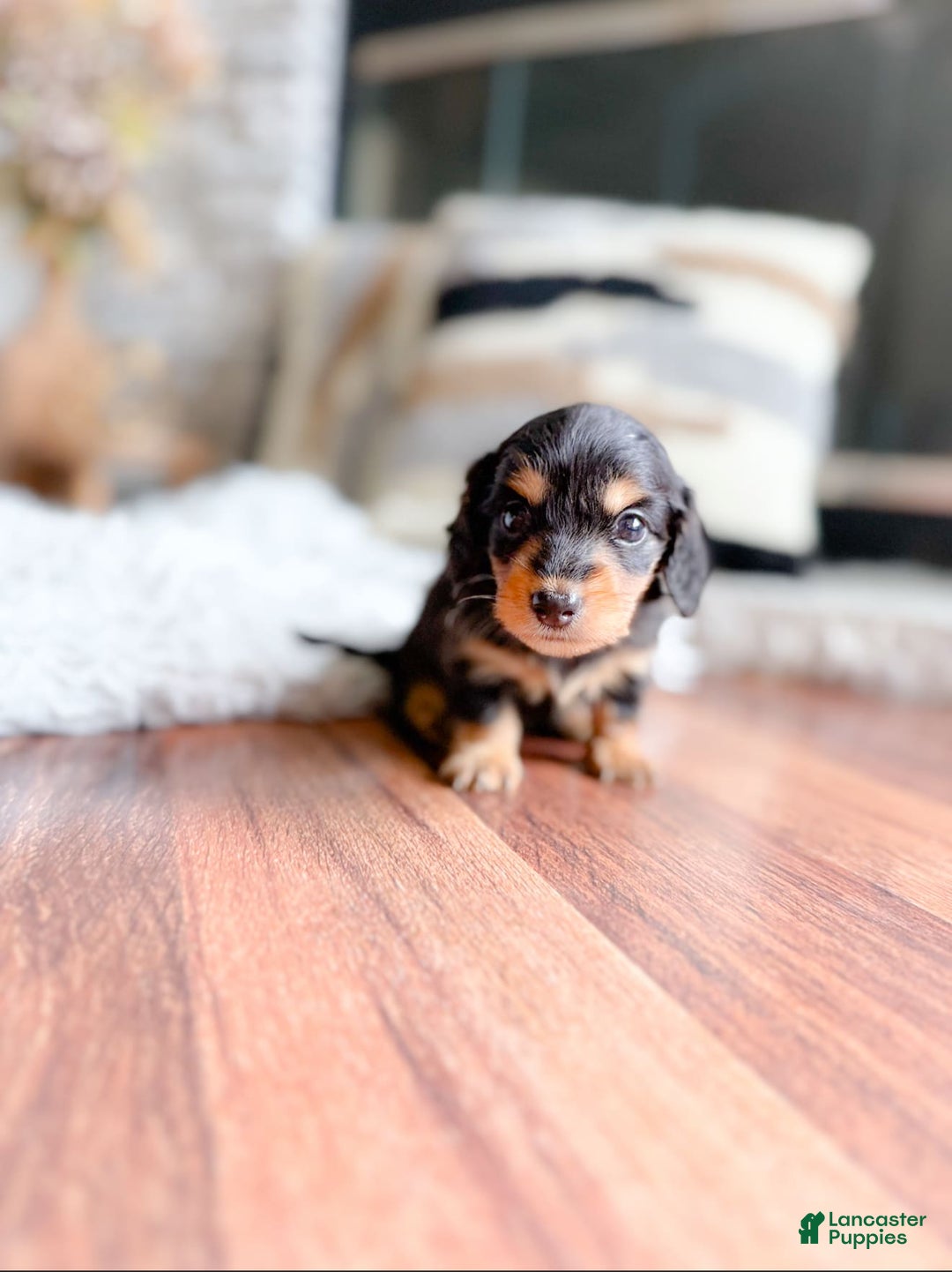 Miniature Dachshund dogs for sale: Grace - Image 2