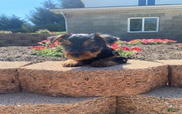 Yorkshire Terrier dogs for sale: Austin - Image 5
