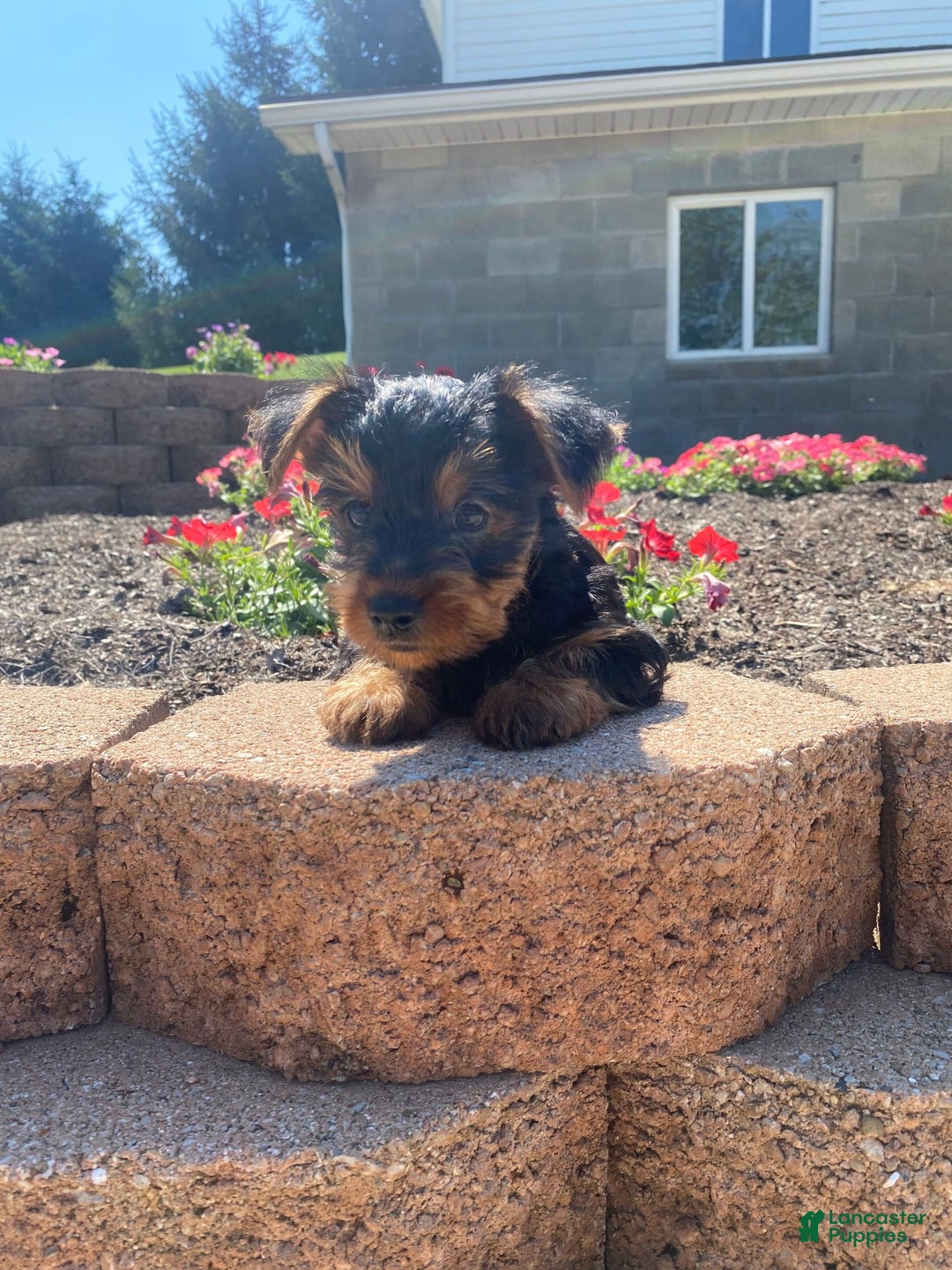 Yorkshire Terrier dogs for sale: Austin - Image 5