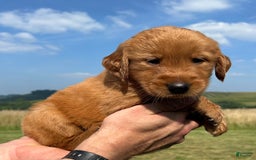 Golden Retriever dogs for sale: Fin - Image 11