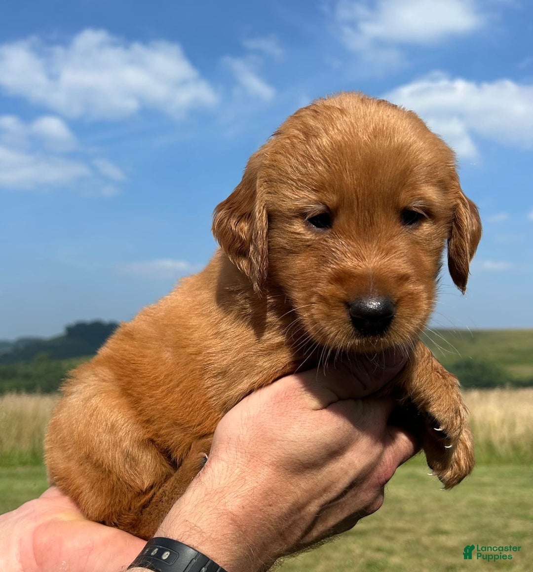 Golden Retriever dogs for sale: Fin - Image 11