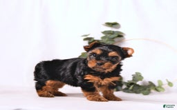 Yorkshire Terrier dogs for sale: Zara - Image 10