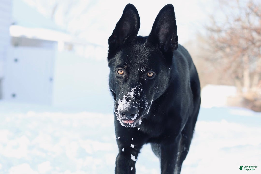 German Shepherd dogs for sale: Pink - Image 6