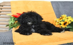 Miniature Poodle dogs for sale: Ophelia - Image 7