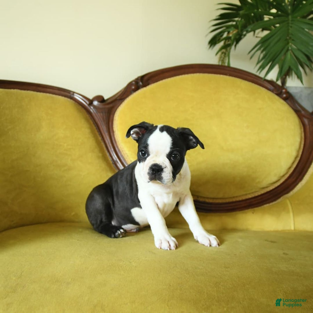 Boston Terrier dogs for sale: Happy - Image 17