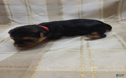 Yorkshire Terrier dogs for sale: Sadie - Image 6