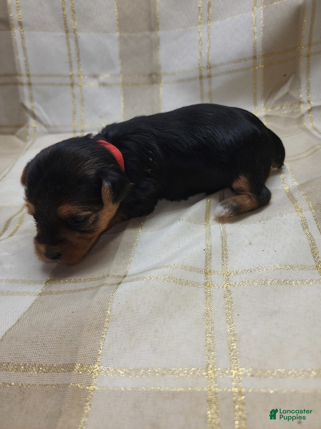 Yorkshire Terrier dogs for sale: Sadie - Image 6