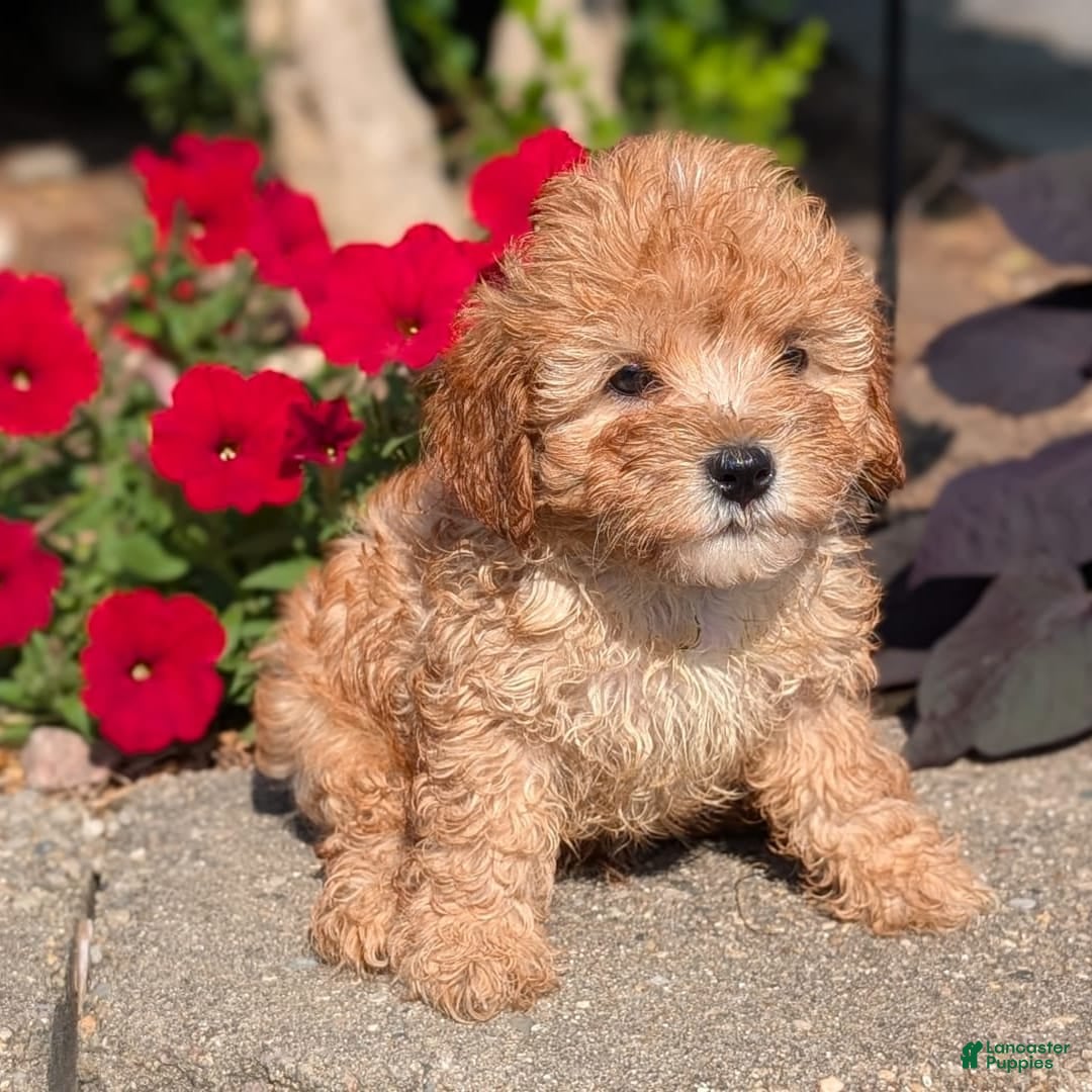 Cavapoo dogs for sale: Kylo - Image 6