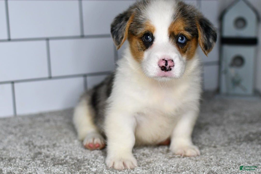 Welsh Corgi Pembroke dogs for sale: Mandy - Image 6
