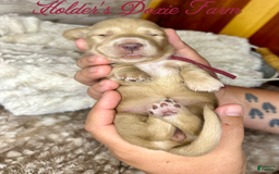 Miniature Dachshund dogs for sale: Thelma Lou - Image 7