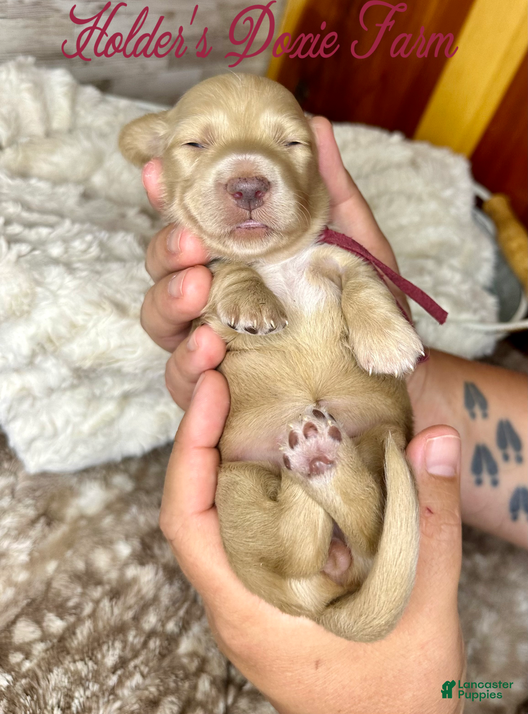 Miniature Dachshund dogs for sale: Thelma Lou - Image 7