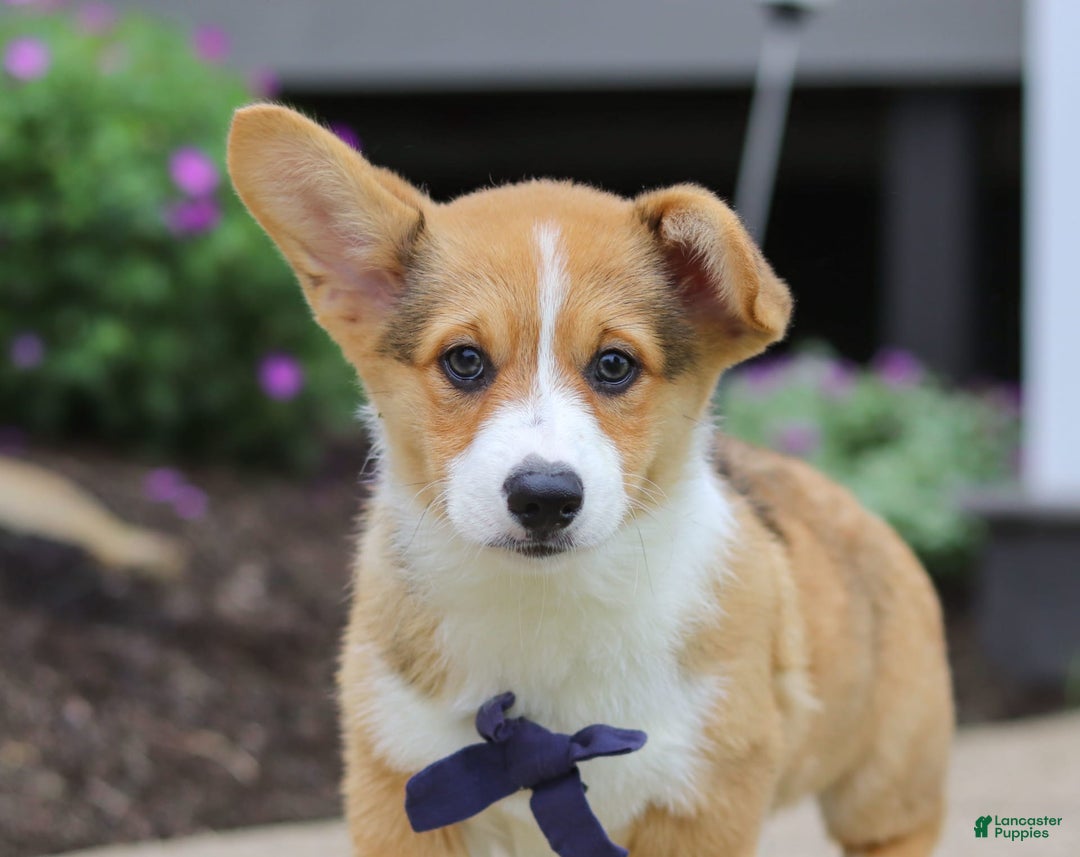 Welsh Corgi Pembroke dogs for sale: Diamond - Image 3