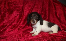 Miniature Dachshund dogs for sale: Chloe Mini - Image 7