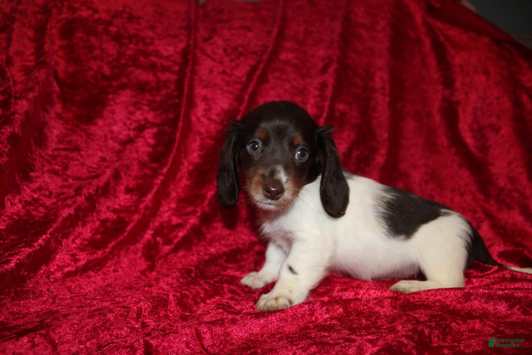 Miniature Dachshund dogs for sale: Chloe Mini - Image 7