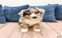 Australian Shepherd dogs for sale: Dakota - Image 6