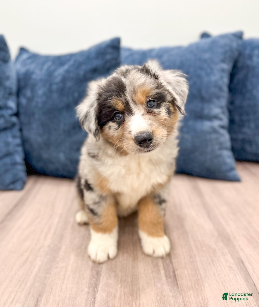 Australian Shepherd dogs for sale: Dakota - Image 6