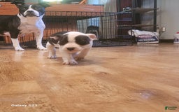 American Bully dogs for sale: Chunky "chip" - Image 3