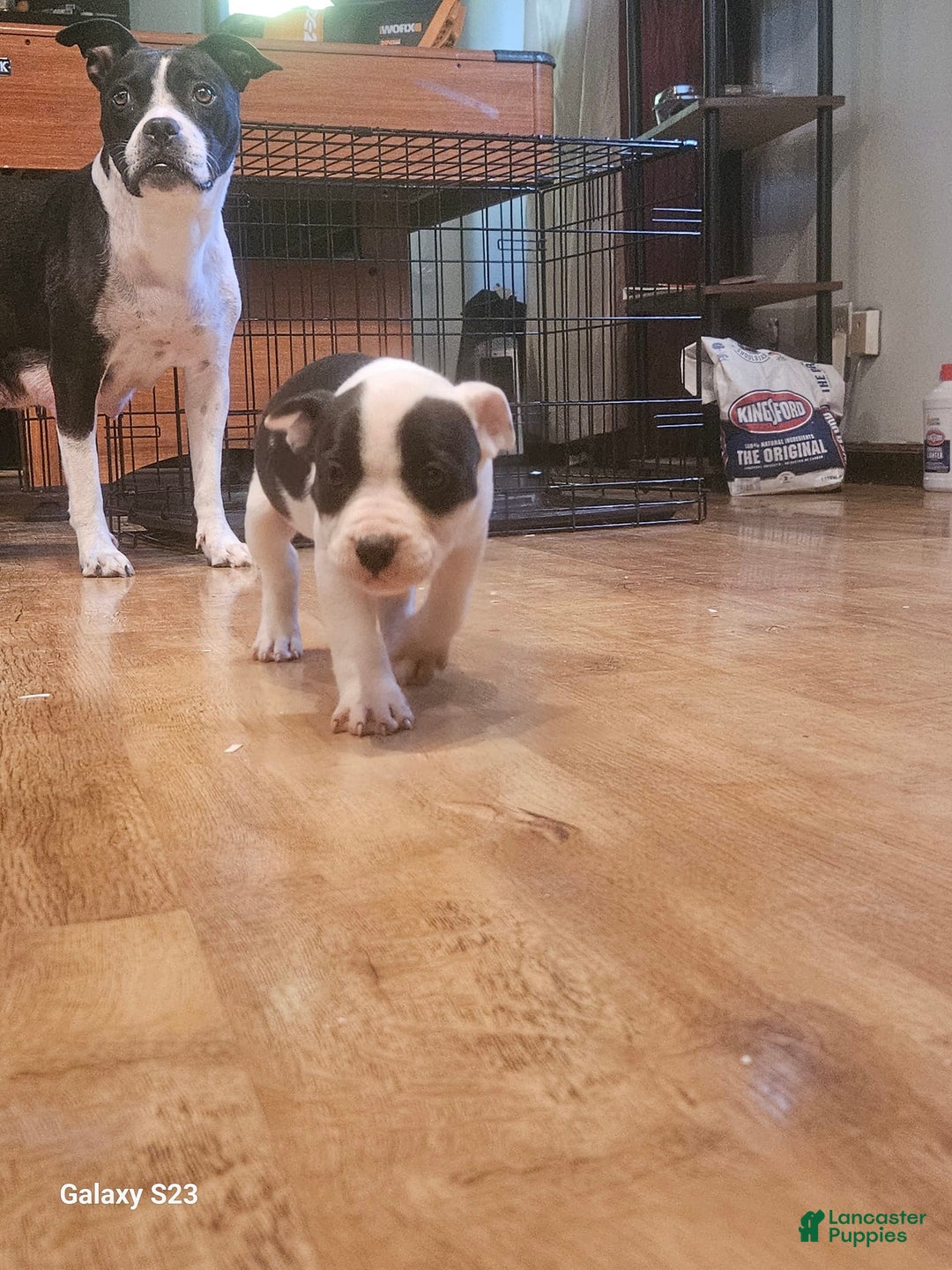 American Bully dogs for sale: Chunky "chip" - Image 3
