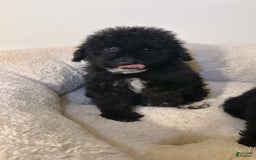 Yorkiepoo dogs for sale: Apollo - Image 3