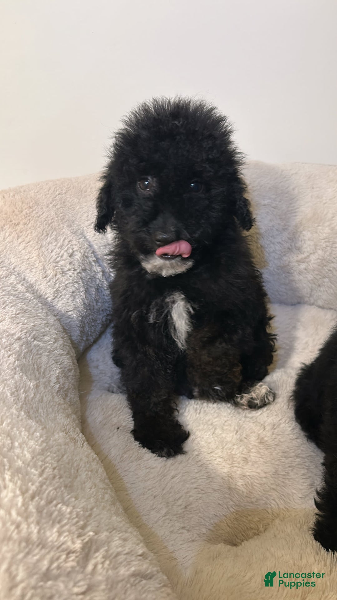 Yorkiepoo dogs for sale: Apollo - Image 3