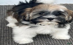 Havanese dogs for sale: Fionia - Image 1