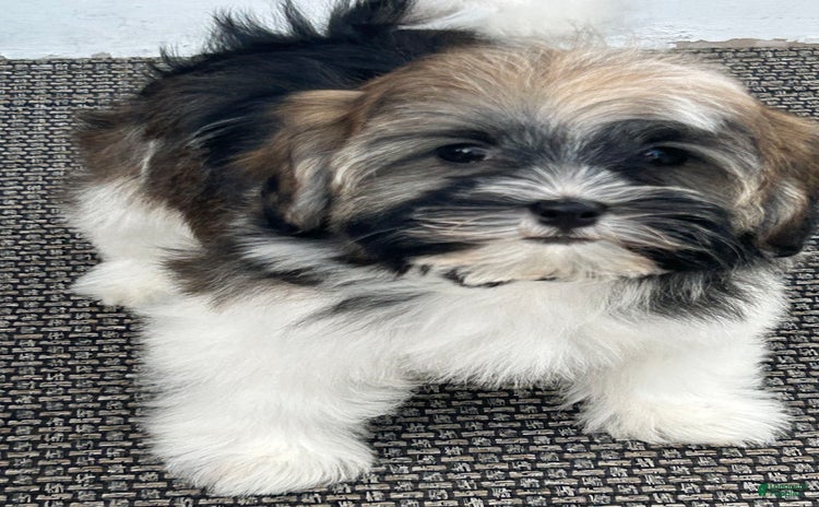 Havanese dogs for sale - Ad 1