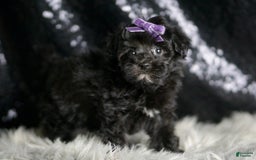 Maltipoo dogs for sale: Maltipoo 8 puppies - Image 5