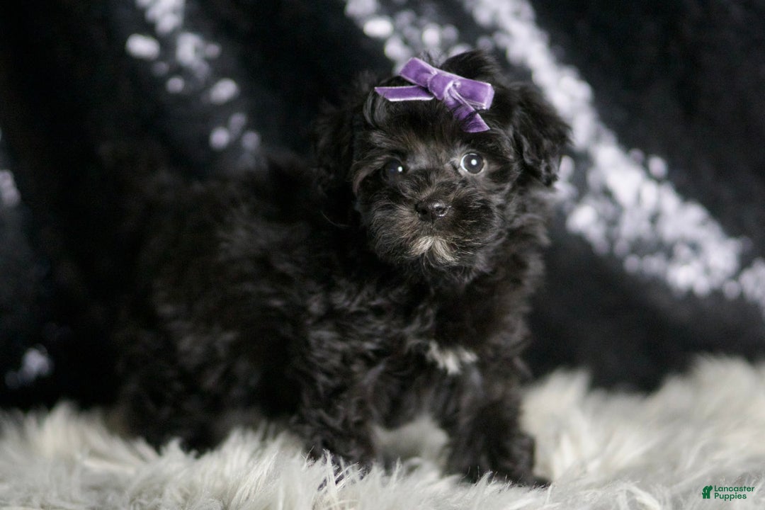 Maltipoo dogs for sale: Maltipoo 8 puppies - Image 5