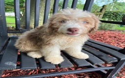 Mini Aussiedoodle dogs for sale: Sunny - Image 16