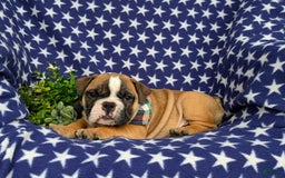 Olde English Bulldogge dogs for sale: Harley - Image 6