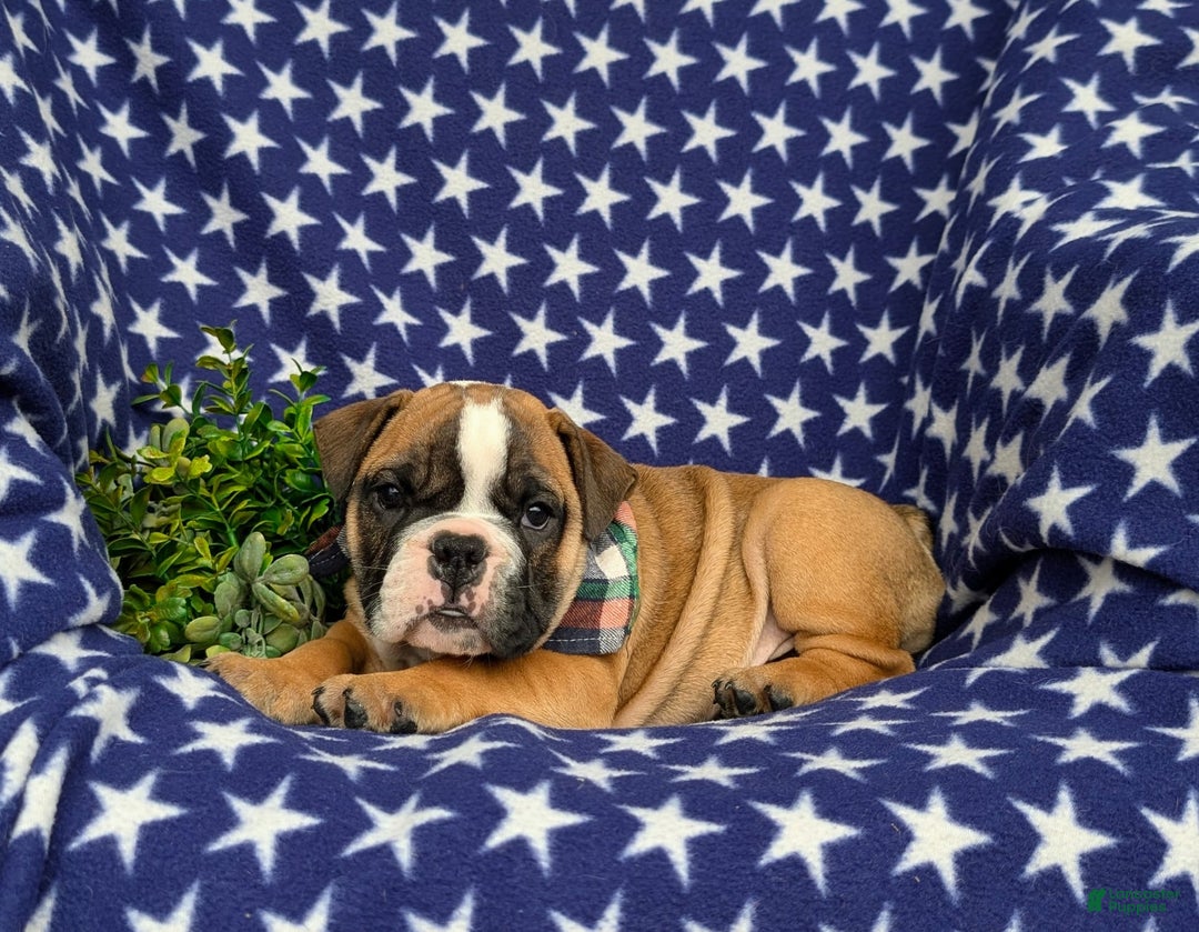 Olde English Bulldogge dogs for sale: Harley - Image 6