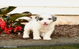Mini Bernedoodle dogs for sale: Coconut - Image 4