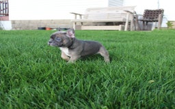 French Bulldog dogs for sale: French Bulldog 3 puppies - Image 29