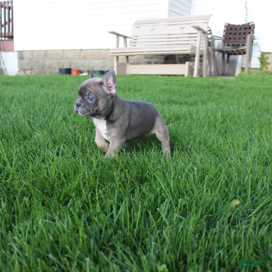 French Bulldog dogs for sale: French Bulldog 3 puppies - Image 29