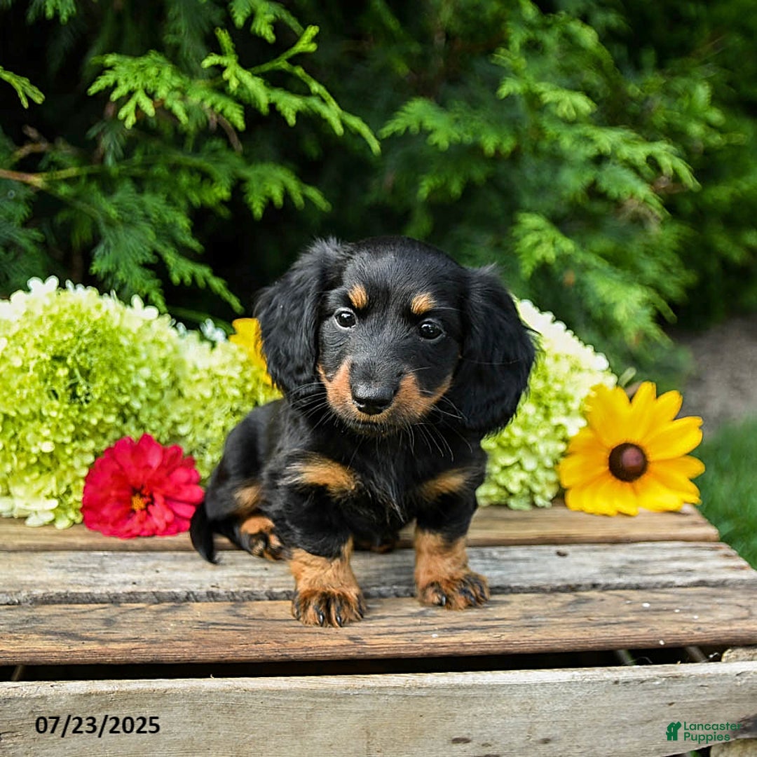 Miniature Dachshund dogs for sale: Ella - Image 4