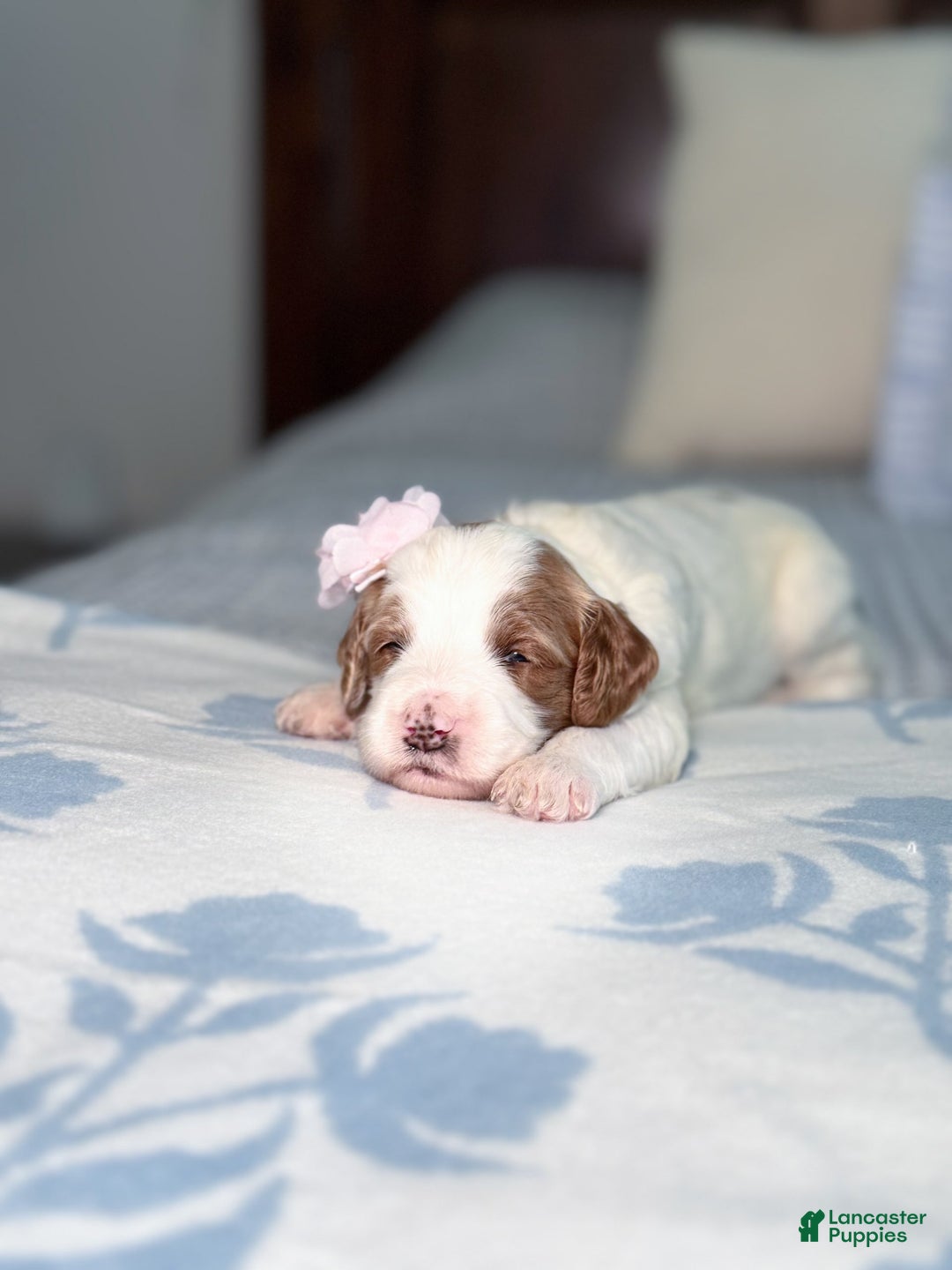 Goldendoodle dogs for sale: Alice - Image 8