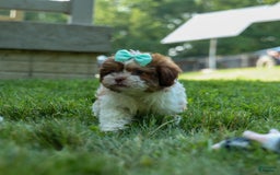 Shih Tzu dogs for sale: Rusty - Image 11