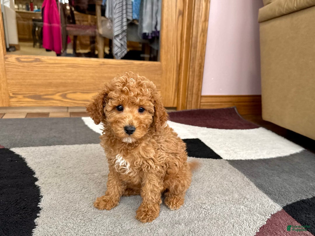 Cavapoo dogs for sale: Jaron - Image 6