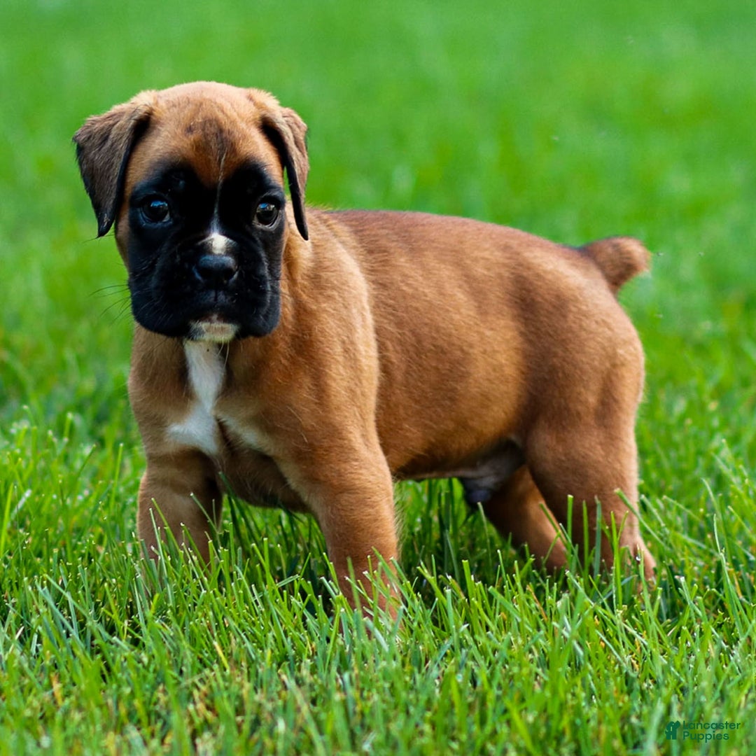 Boxer dogs for sale: Douglas - Image 2