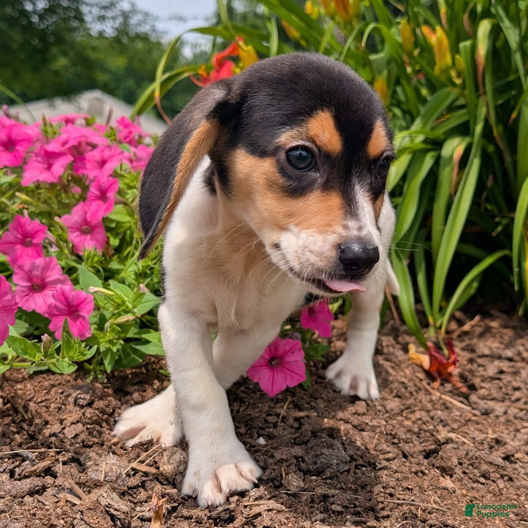 Beagle dogs for sale: Chocolate - Image 7