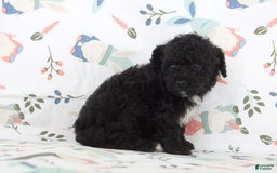 Toy Poodle dogs for sale: Brody - Image 2