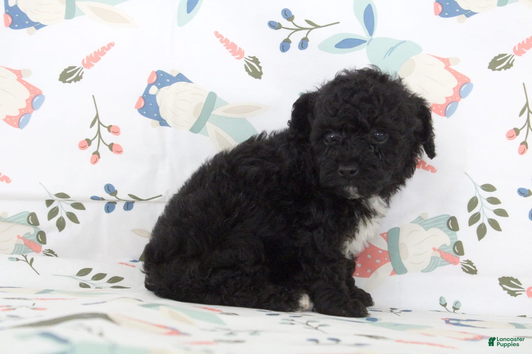Toy Poodle dogs for sale: Brody - Image 2