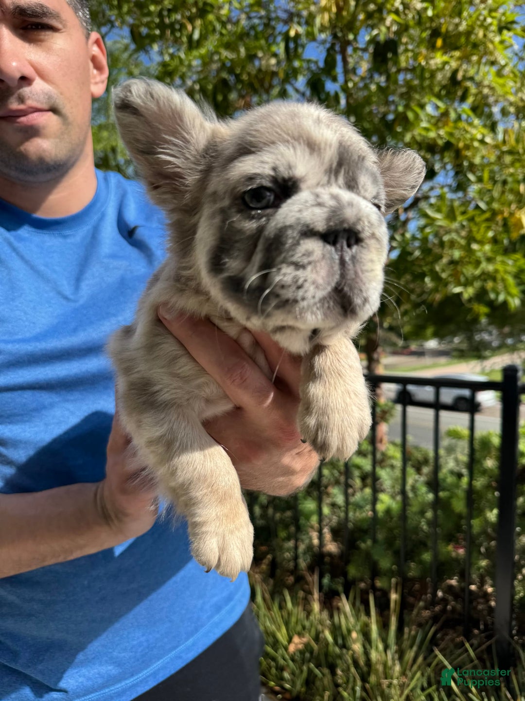 French Bulldog dogs for sale: Popeye - Image 1