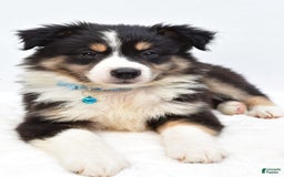 Australian Shepherd dogs for sale: Reese - Image 5