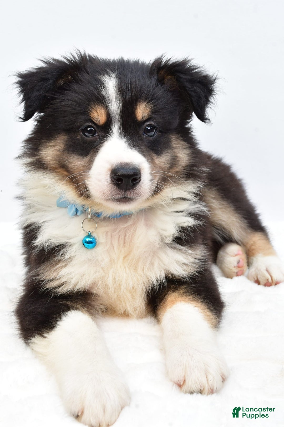 Australian Shepherd dogs for sale: Reese - Image 5